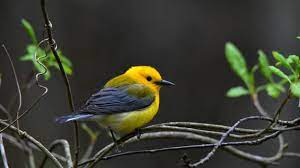 Consider The Catbird The Surprising Secrets Of A Common Backyard Bird