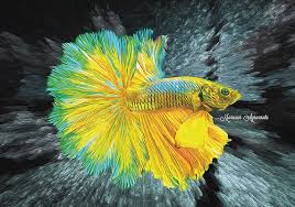 Is your betta fish bloated? Betta Fish Mixed Media Pixels