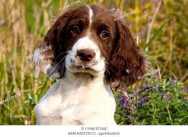 We did not find results for: English Springer Spaniel Puppy Wooden Stock Photos And Images Agefotostock
