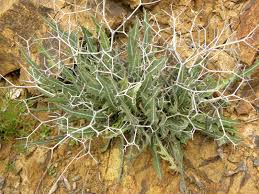 Image result for Launaea