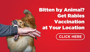 Beware Of Rabies Learn The First Aid For Animal Bites