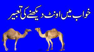 Camel attack in a dream means that your life will be better. Islamic Dreams Khwab Mein Oont Deikhnay Ki Tabeer Dream Meaning In Urdu Khwabon Ki Tabeer In
