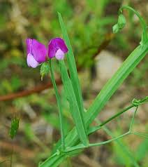 Image result for Lathyrus hirsutus