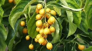 Top quality plants at low prices. Poisonous Berries Children S Hospital Of Philadelphia