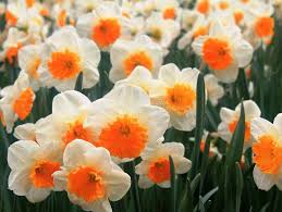 White And Orange Narcissus In A Spring Time Narcissus Spring Perennial Plants Sponsored Spring Time Nar Spring Perennials Narcissus Perennial Plants