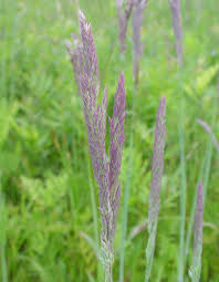 Image result for Holcus