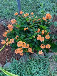 Image result for Crossandra pyrophila