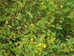 Image result for Acridocarpus natalitius