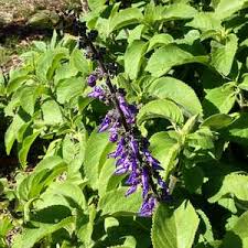 Image result for Coleus barbatus