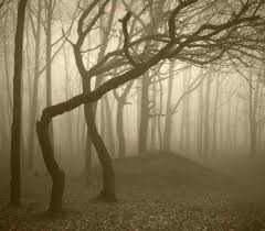 بالصور غابات مرعبة في رومانيا تجذب عشرات آلاف السياح سنويا تقع في رومانيا غابات واحدة من Haunted Forest Hoia Baciu Forest Beautiful Landscapes