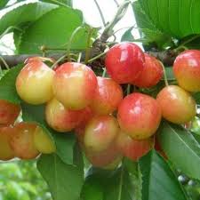 Des Fruits Bicolores Et Sucres Le Cerisier Cœur De Pigeon Est Une Variete De Bigarreau Tres Ancienne 16eme Siecle Cerisier Bigarreau Arbre Fruitier Cerise