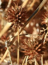 Image result for Trifolium isthmocarpum