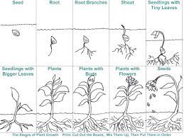 Bean Plant Life Cycle Worksheets Plant Life Cycle Plants Worksheets Plant Life Cycle Worksheet