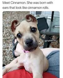 Thecutestpuppyever Funny Animal Memes Baby Animals Funny Funny Animals