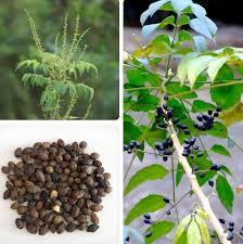 Image result for Brucea