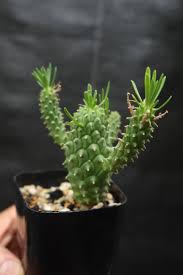 Image result for Euphorbia davyi