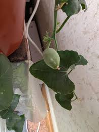 Image result for Corallocarpus welwitschii