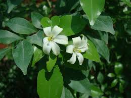 Murraya paniculata (l.) jack (1820). Murraya Paniculata Orange Or Thai Jasmine Buy Online Green Souq