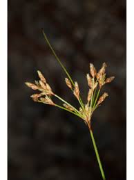 Image result for Bulbostylis densa