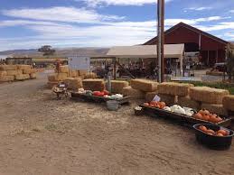 Sunflower farms play an important role in the world economy and the oncoming oil crisis may determine a further importance of sunflower farms if petroleum product alternatives are more fully. Fall Pumpkin Patches In Reno