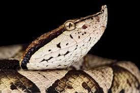 Image result for Pycreus nitidus