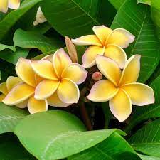Pin On Flor De Plumeria