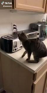 Funny Cat Toaster Challenge Video Funny Cats Cute Funny Animals Cats