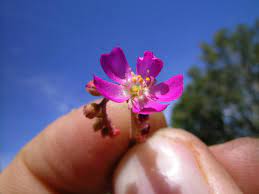 Drosera spatulata (fraser island) is a great sundew for beginners! Drosera Spatulata Jardineria On