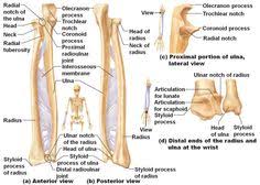 This ulnar view labelled illustration is from 'asklepios atlas of the human anatomy'. 17 Radius And Ulna Ideas Anatomy Bones Human Anatomy And Physiology Anatomy And Physiology
