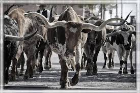 Texas Longhorn Photos - Pixels Merch