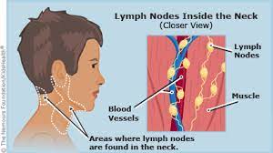 Anatomy of neck spaces and levels of cervical lymph nodes by dr. The Lymphatic System For Parents Nemours Kidshealth