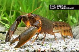 Cherax Aquarienkrebse Haltung Im Aquarium Aquarium Krebse Aquarium Krebs