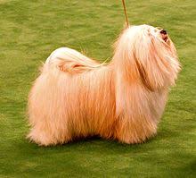 Maybe you would like to learn more about one of these? Havanese Dog Wikipedia