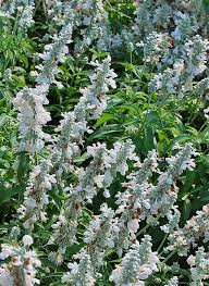 A good example of this is the english oak. Yard Doc Memorial Day Remembrance Plants Of Red White And Blue