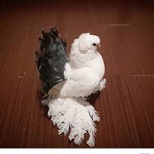 Pigeon Pigeons Ankara Ankarastylesafrica Guvercin Guzelsozler Antalya Amasya Almanya Izmir Izmit Istanbul