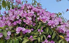 Image result for Mansoa