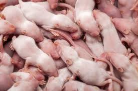 Very dark and morose indeed. What To Do If Your Mouse Has Babies