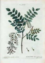 Le robinier ou faux accacia est importé en france au xvii siècle et très apprécié jusqu'au second empire pour ses qualités physiques et sa durabilité naturelle. Robinia Pseudo Acacia Robinier Faux Acacia