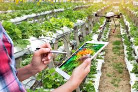 Agriculture sector in malaysia can be categorised into food subsector. Malaysia Embraces Smart Agriculture In Productivity Push For The Industry Investvine