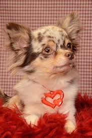 Interested in finding out more about the chihuahua? Merle Chihuahua Lovers And Breeders Europe Home Facebook