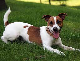 Life Span Of Russell Terrier