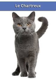 Tout Savoir Sur Le Chat Chartreux Chat Chat Chartreux Villaverde Animalerie Chat Chat Chartreux Races De Chats