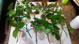 Image result for cuttings of roses