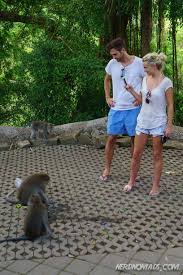 We did not find results for: Getting Attacked By Monkeys In Monkey Forest Ubud Bali Nerd Nomads