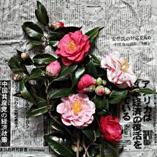 Pin By Katy Edling On Hana Katoba Winter Flowers Beautiful Flowers Spring Flowers