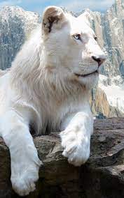 Amazon advertising find, attract, and engage customers: White Lion Wallpaper Iphone 1000x1600 Wallpaper Teahub Io
