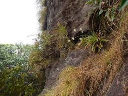 Image result for Mesanthemum africanum