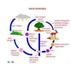Biogeokimia penjelasan lengkap rantai makanan jaring. Daur Nitrogen Gambar Dan Penjelasannya Brainly Co Id