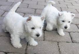 West Highland White Terrier Puppies For Sale Grand Rapids Mi 78604