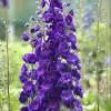 Unlike other plants, such as annuals, these plants only there are several varieties available, ranging from white to blue flowers paired with purple, green, and variegated foliage. Https Encrypted Tbn0 Gstatic Com Images Q Tbn And9gcrq1vhmo6mzupxpnth25sm9zjmksztitiaplf 8dni7ofscrsyr Usqp Cau